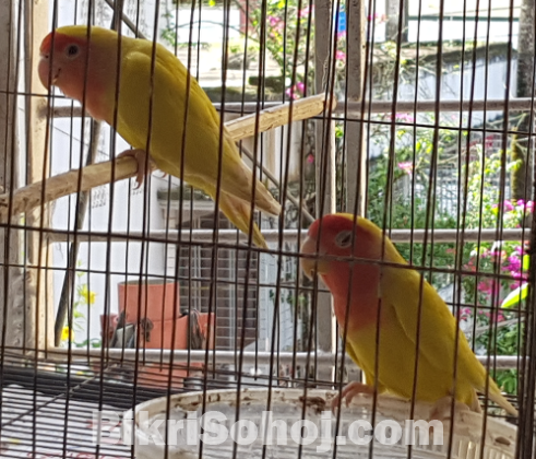 এক জোড়া এডাল্ট পেয়ার্ড লাভ বার্ড